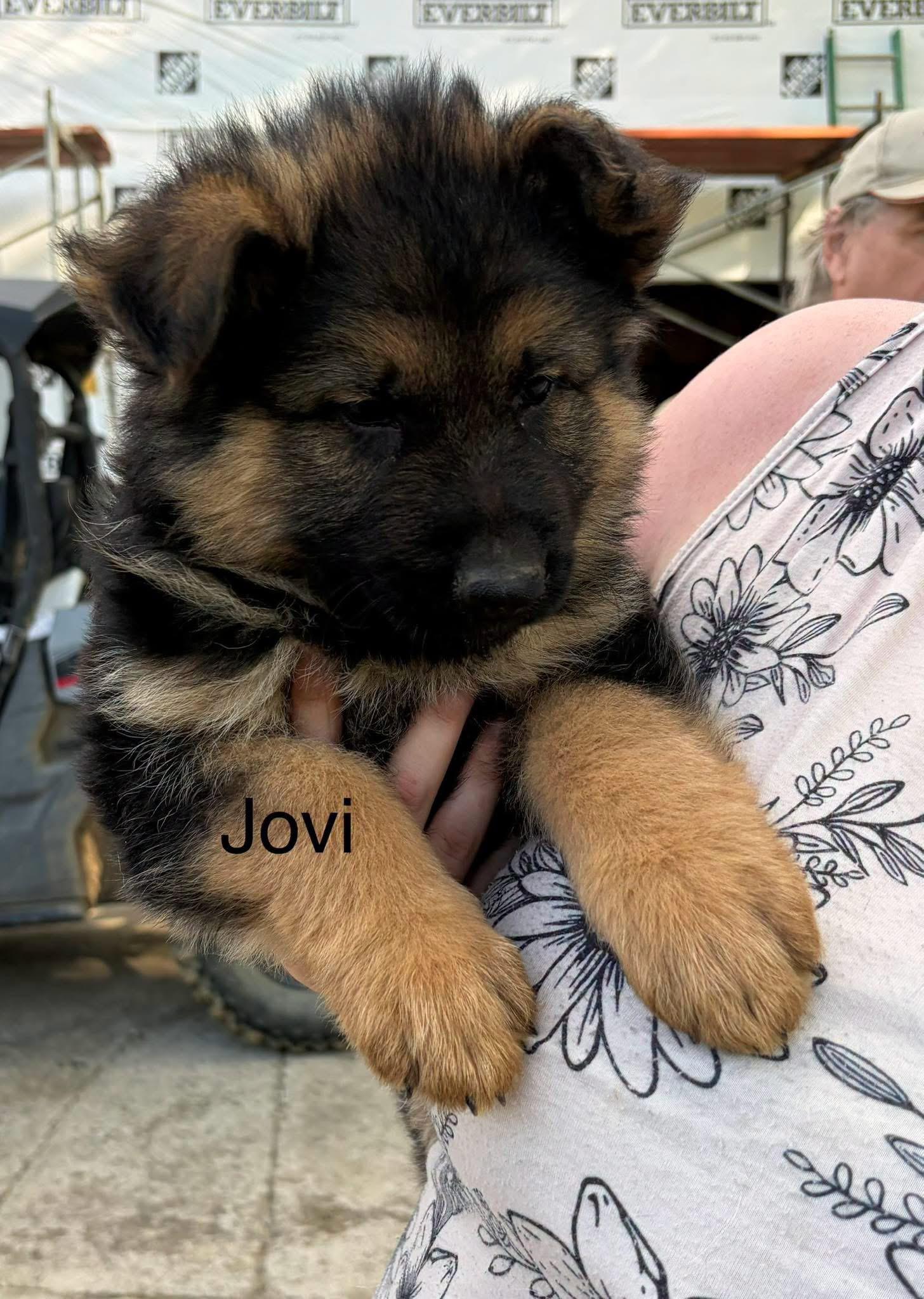 Jovi (Millie pup), adopted, Puppy Female German Shepherd Dog.