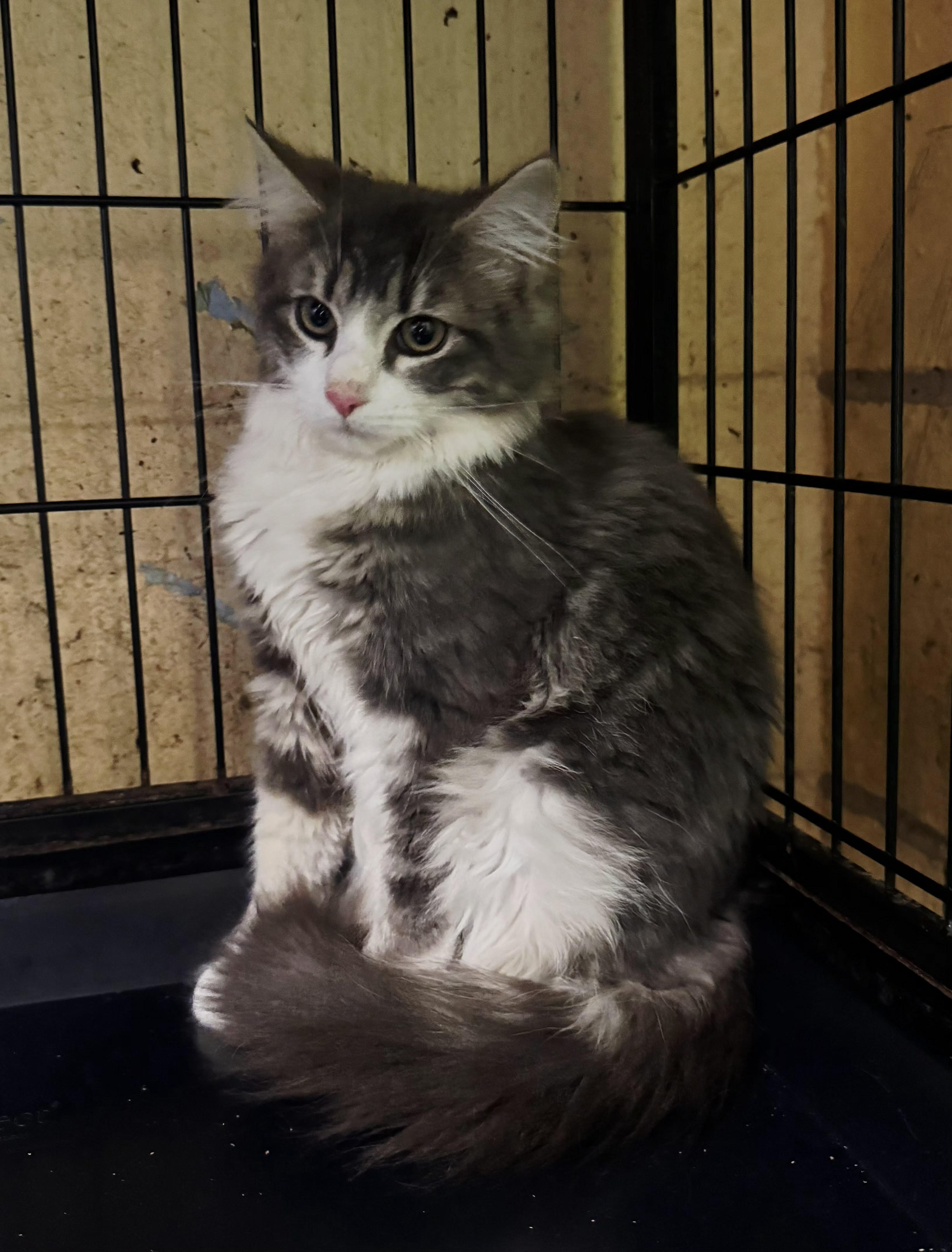 Eleanor, adopted, Young Female Domestic Medium Hair.