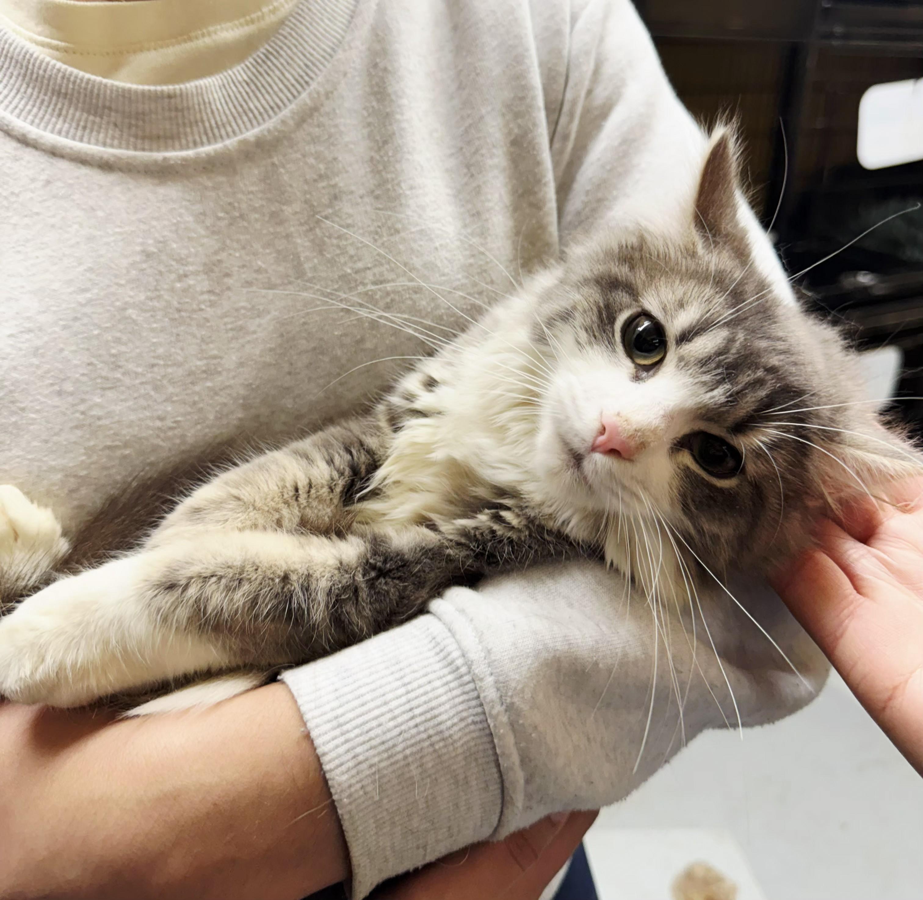 Eleanor, ADOPTABLE, Young Female Domestic Medium Hair.