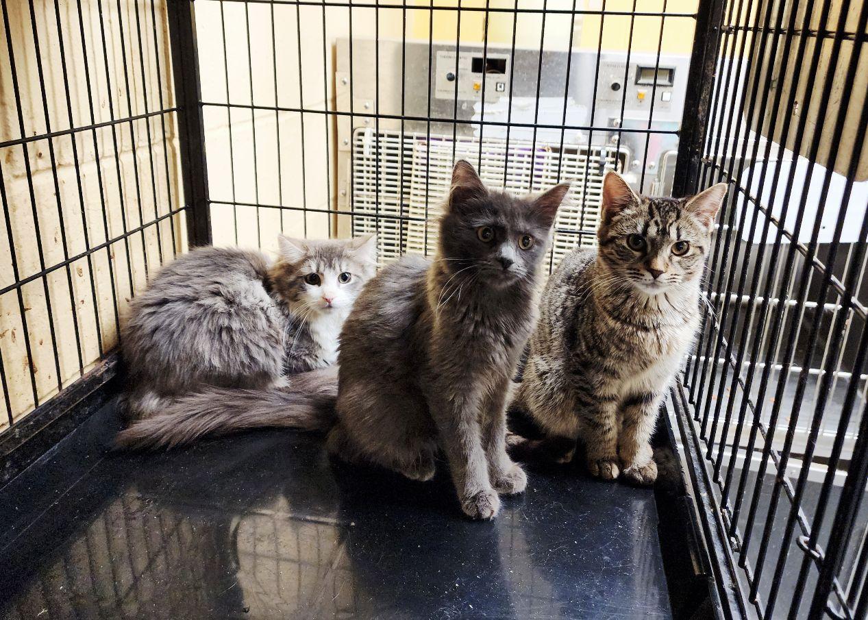 Enlarge Eleanor, a ADOPTABLE mixed breed in Perth Amboy, NJ image 3/3