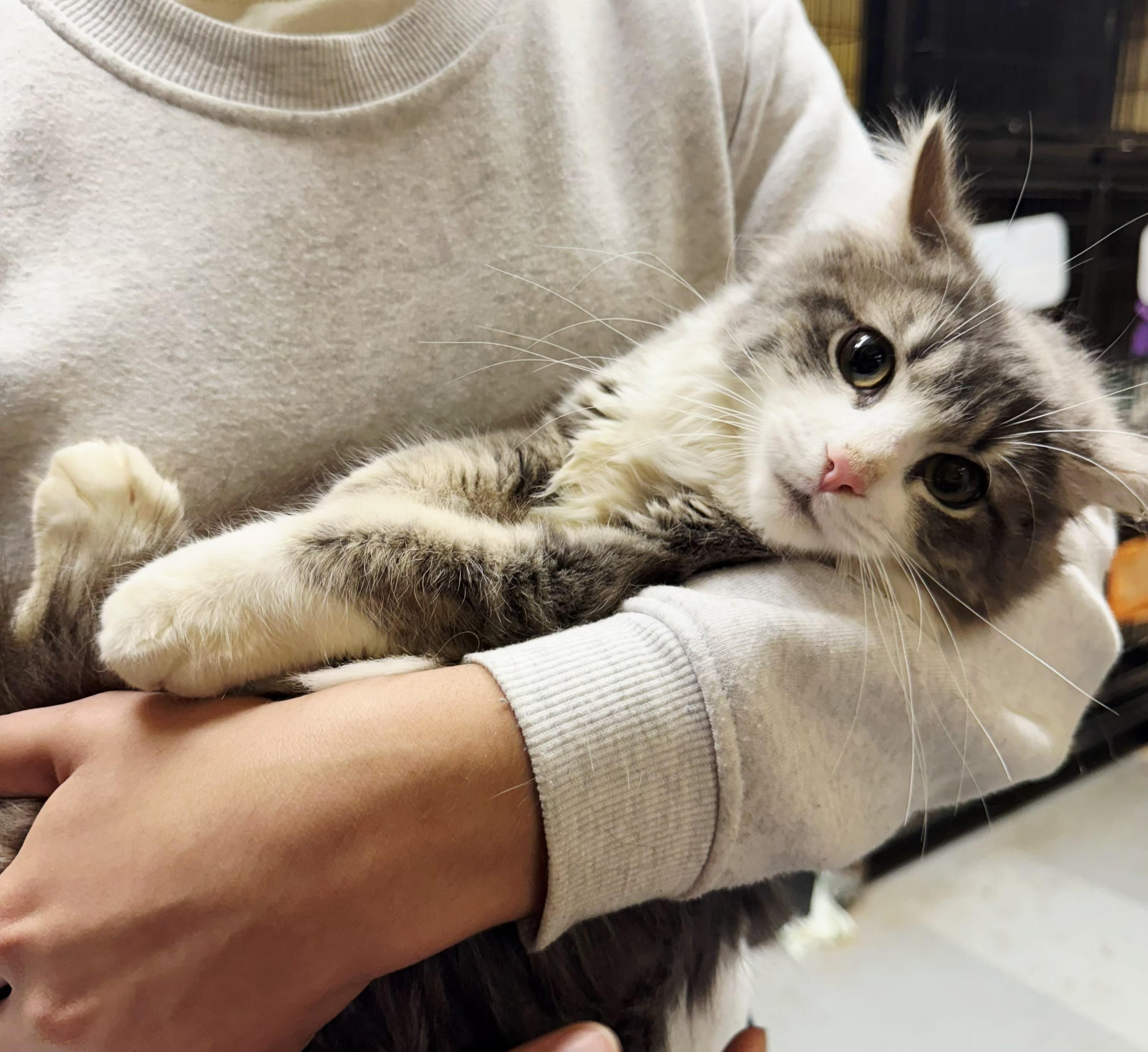 Enlarge Eleanor, a ADOPTABLE mixed breed in Perth Amboy, NJ image 2/3