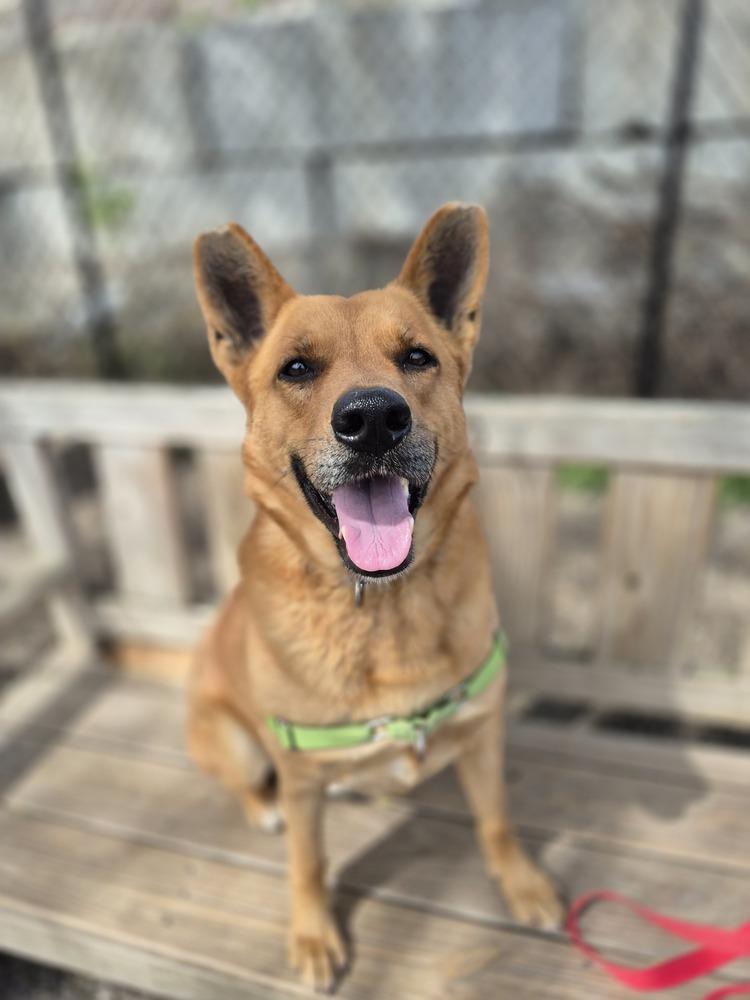 Enlarge Newton, a Adoptable mixed breed in Elmsford, NY image 1/6