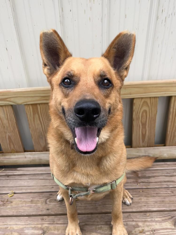 Enlarge Newton, a Adoptable mixed breed in Elmsford, NY image 2/6