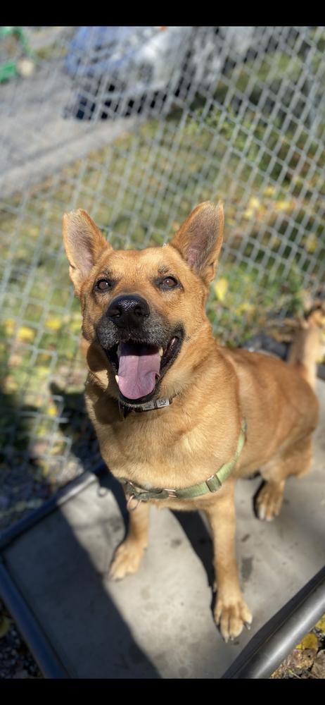 Enlarge Newton, a Adoptable mixed breed in Elmsford, NY image 3/6