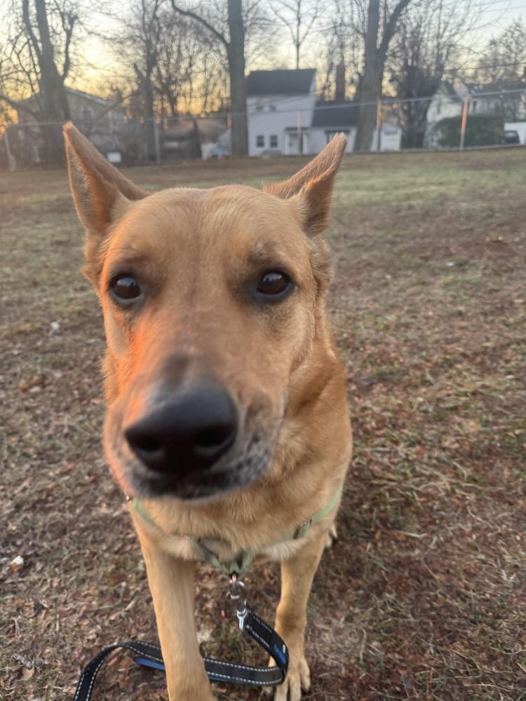 Enlarge Newton, a Adoptable mixed breed in Elmsford, NY image 3/6