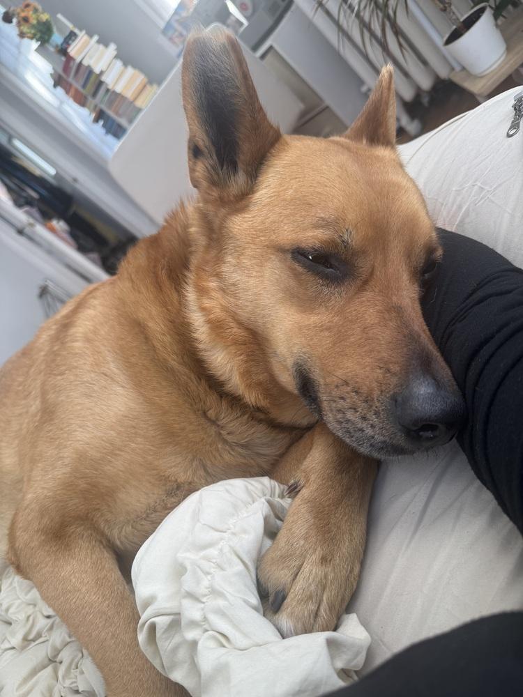 Enlarge Newton, a Adoptable mixed breed in Elmsford, NY image 4/6