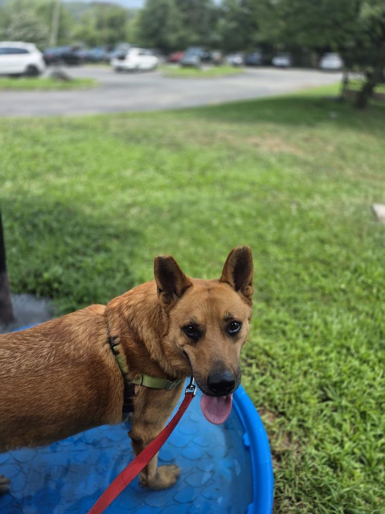 Enlarge Newton, a Adoptable mixed breed in Elmsford, NY image 4/6