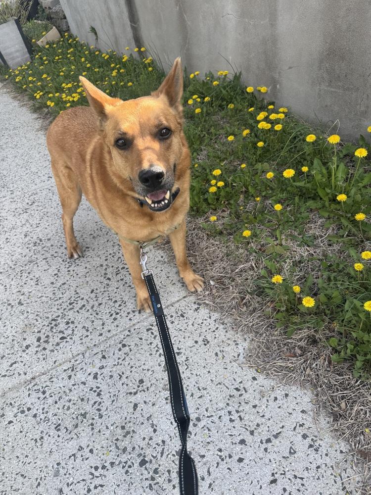 Newton, a Adoptable mixed breed in Elmsford, NY image 4/6