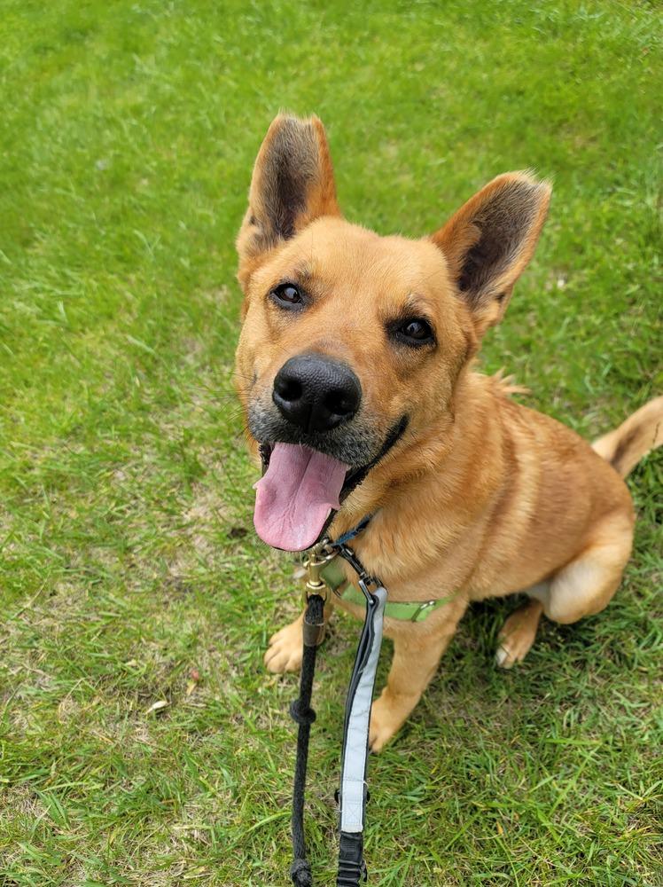 Enlarge Newton, a Adoptable mixed breed in Elmsford, NY image 5/6