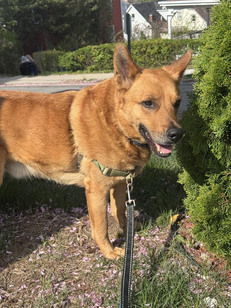 Newton, a Adoptable mixed breed in Elmsford, NY image 6/6