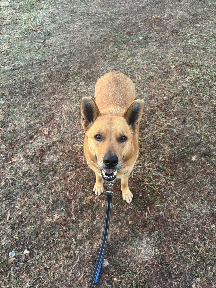 Enlarge Newton, a Adoptable mixed breed in Elmsford, NY image 6/6