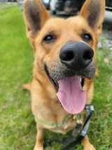 Enlarge Newton, a Adoptable mixed breed in Elmsford, NY image 6/6