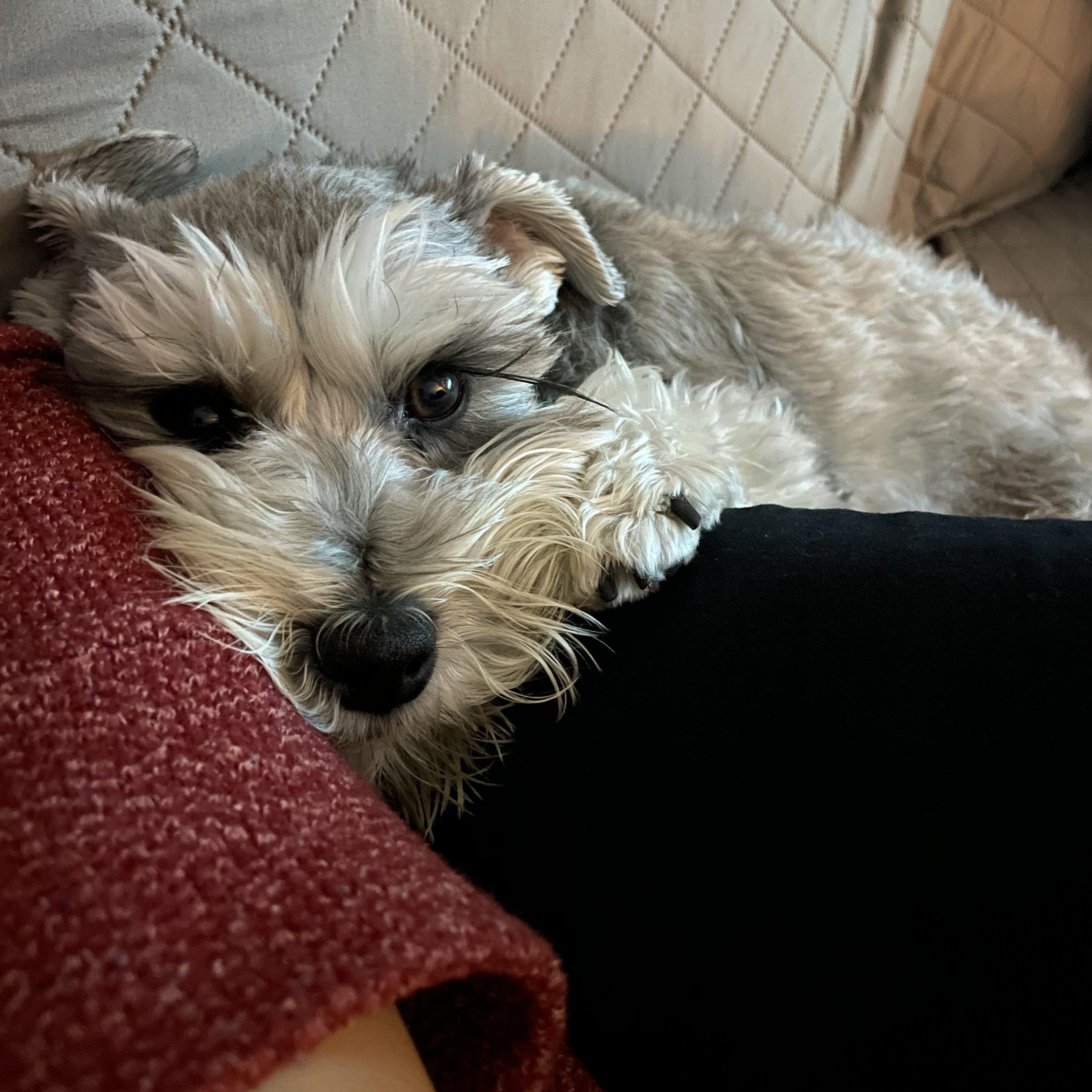 Nala - courtesy post, a Adopted Miniature Schnauzer in Redondo Beach, CA image 1/3