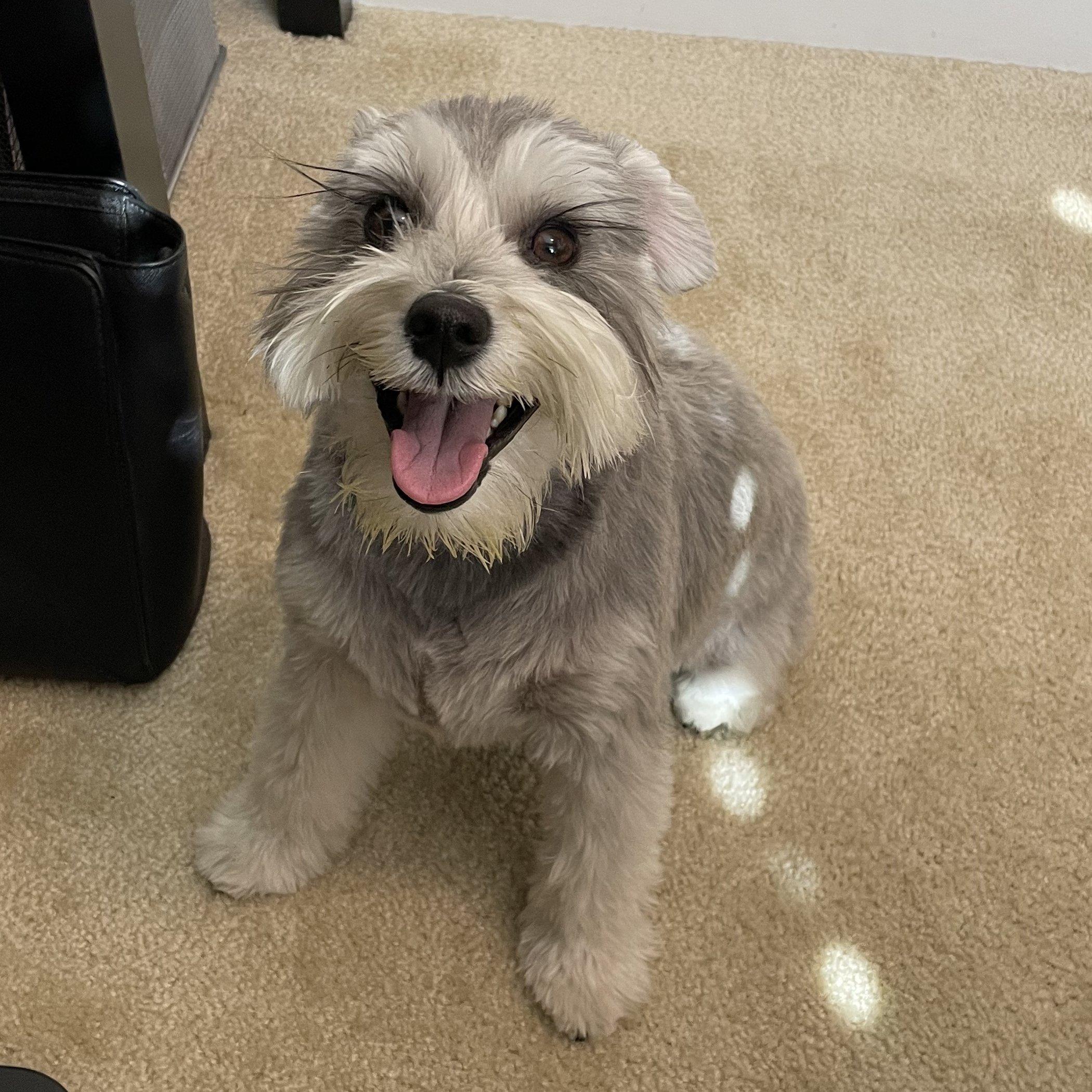 Nala - courtesy post, a Adopted Miniature Schnauzer in Redondo Beach, CA image 2/3