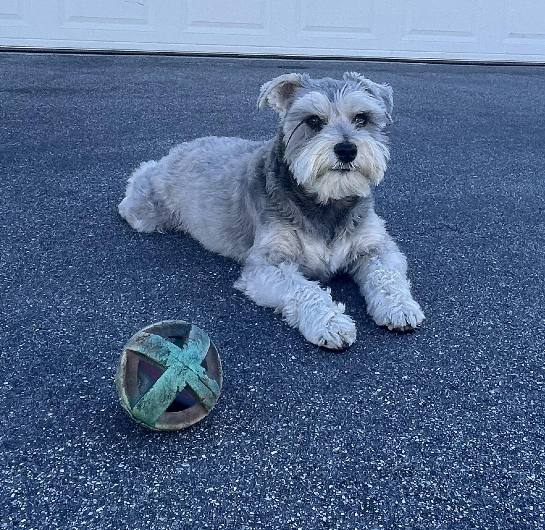 Nala - courtesy post, a Adopted Miniature Schnauzer in Redondo Beach, CA image 3/3