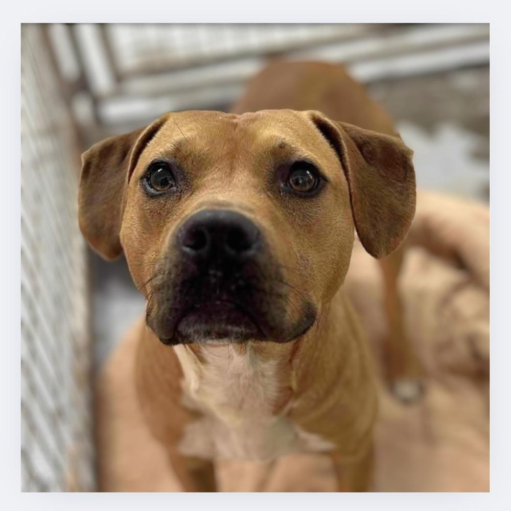 Dan, Adoptable, Adult Male Beagle & Pit Bull Terrier.