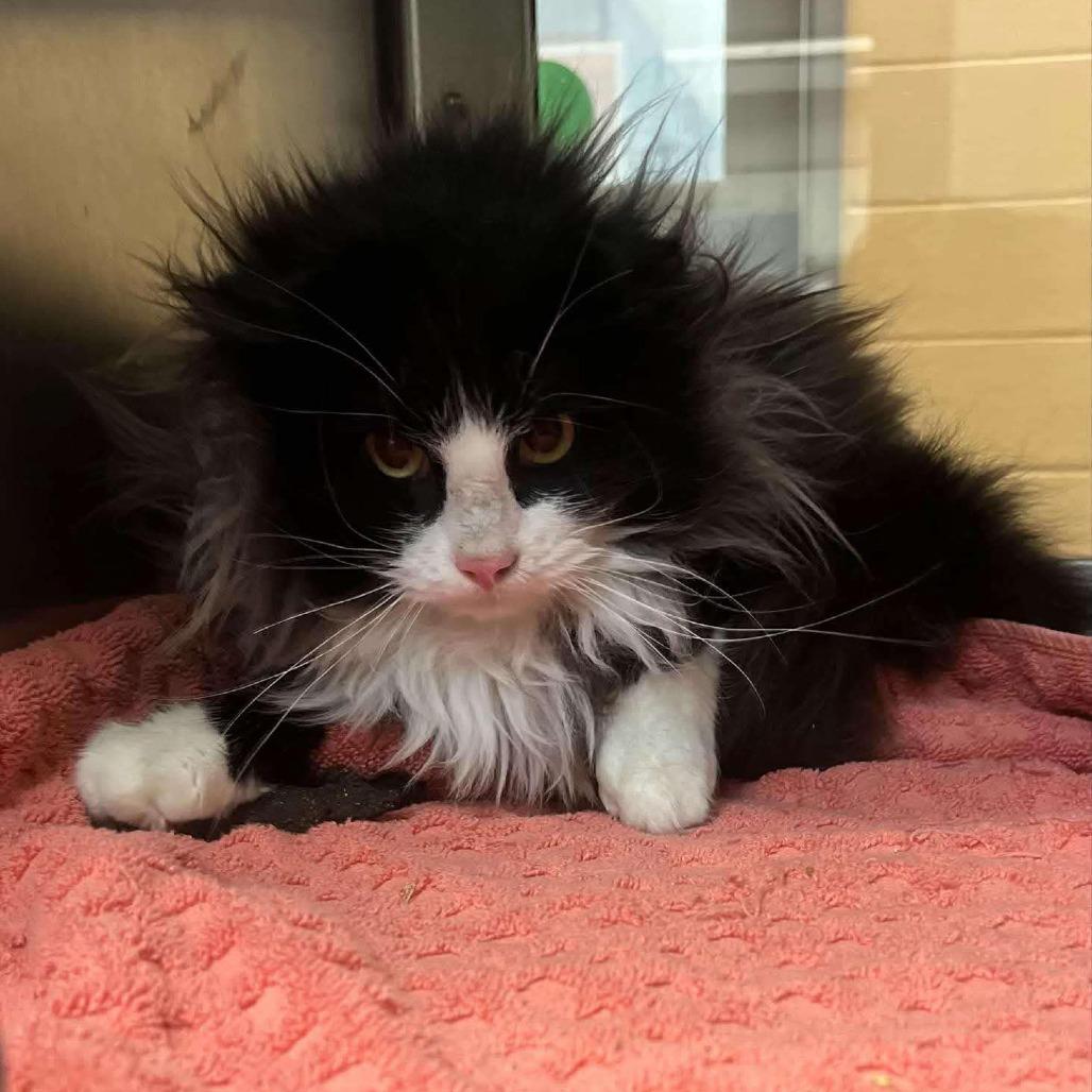 Babushka, Adoptable, Adult Male Domestic Long Hair.