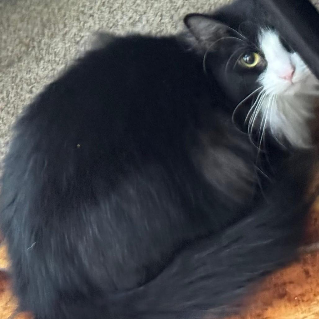 Enlarge Babushka, a Adoptable Domestic Long Hair in Spring Hill, KS image 2/2