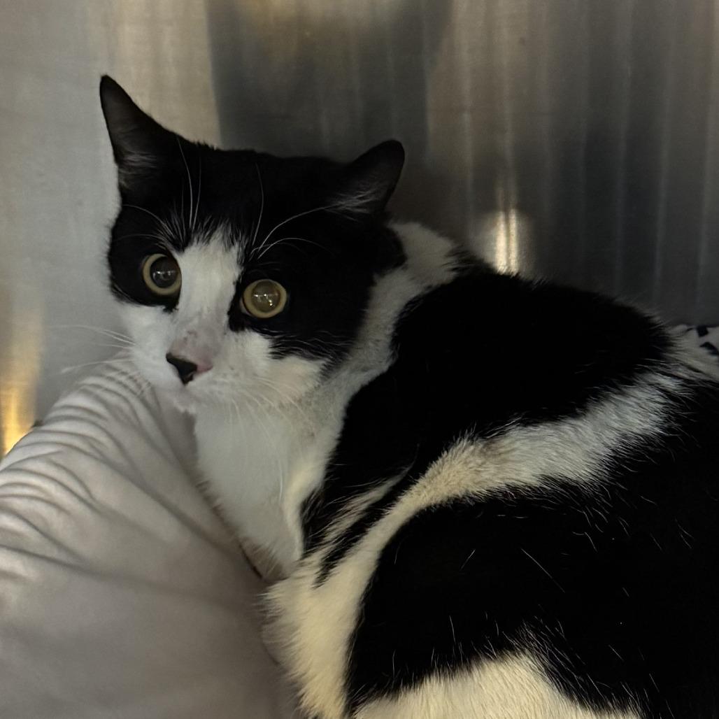 Enlarge Libby, a Adoptable Domestic Short Hair in Lakewood, CO image 1/1