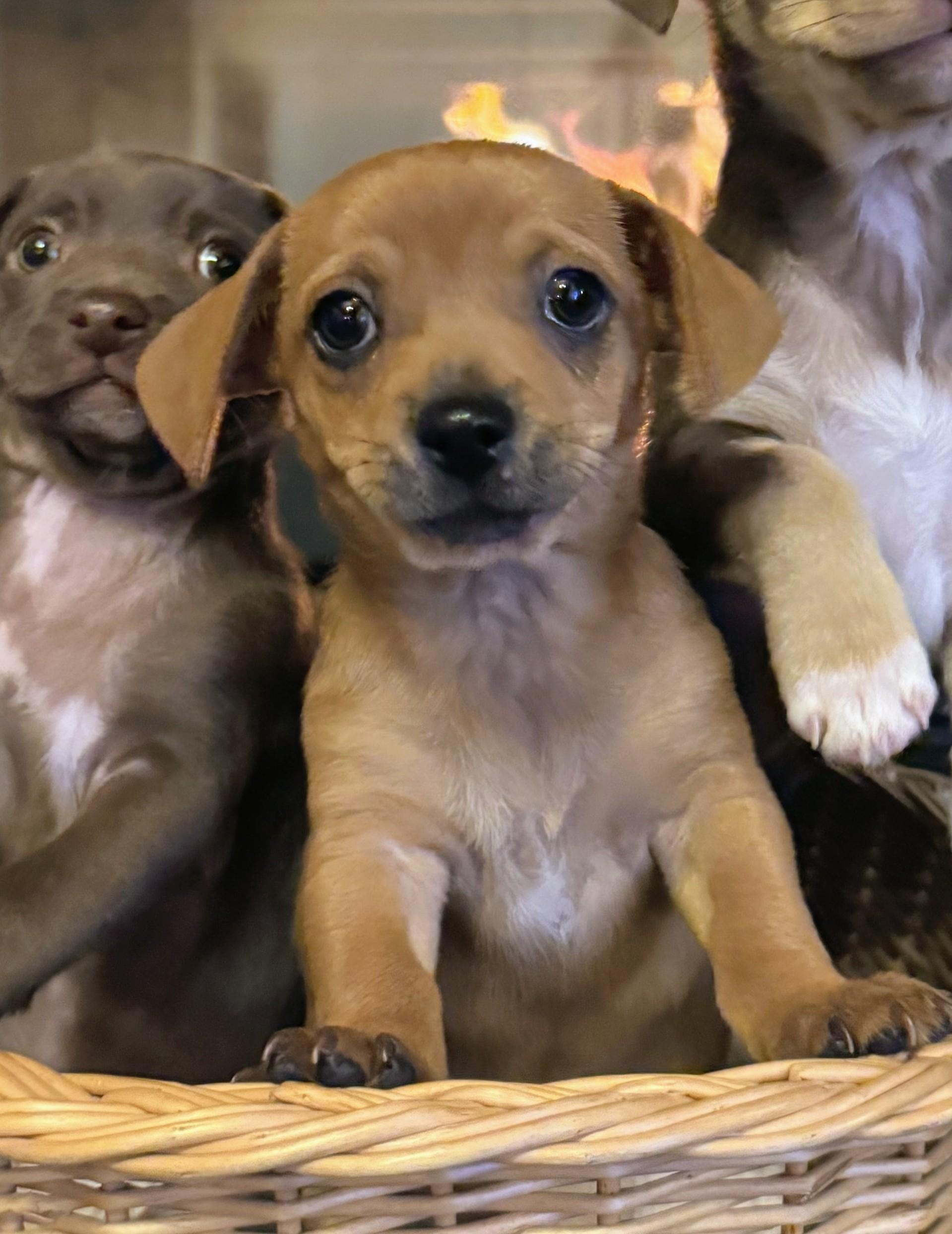 Coffee Litter Cappuccino, Adoptable, Puppy Female Dachshund & Chihuahua.