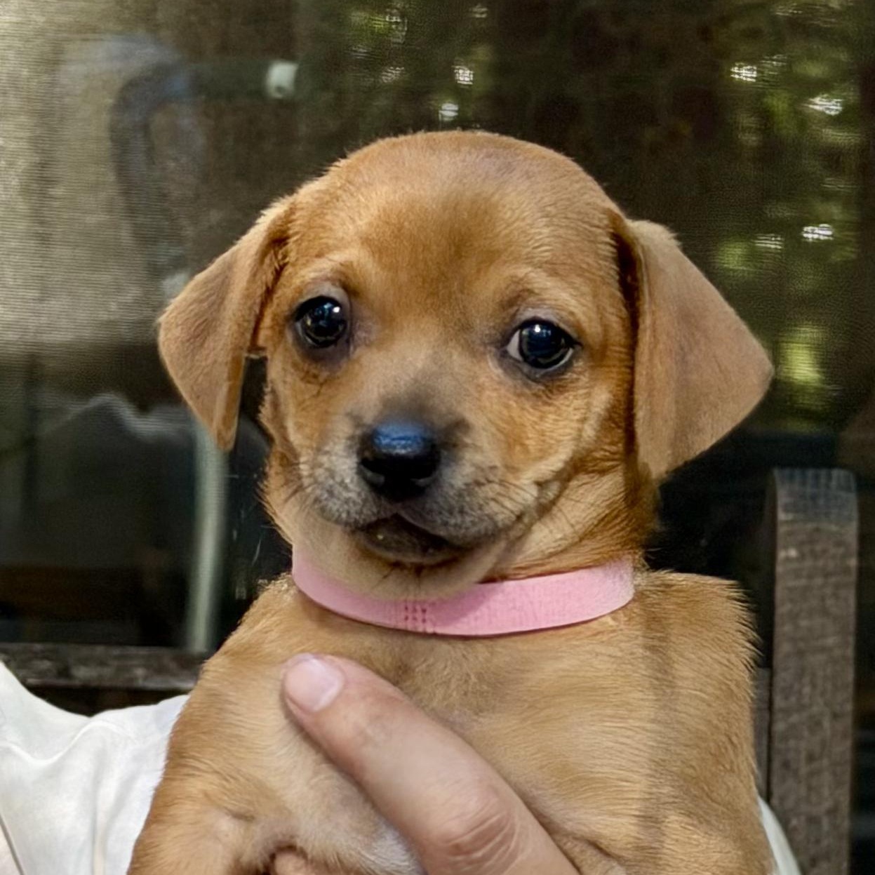 Enlarge Coffee Litter Cappuccino, a Adoptable mixed breed in Redwood City, CA image 4/6