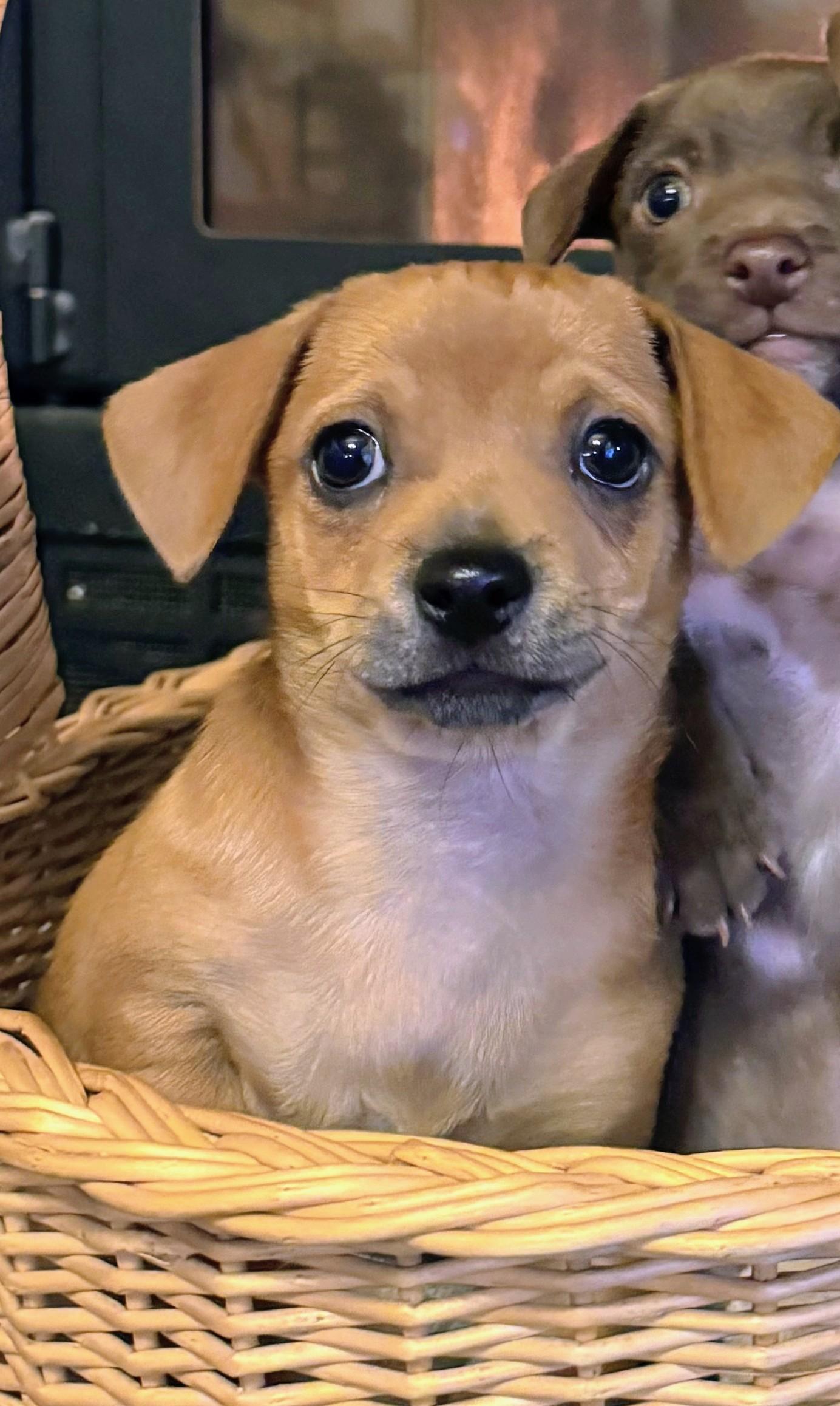 Enlarge Coffee Litter Cappuccino, a Adoptable mixed breed in Redwood City, CA image 3/6