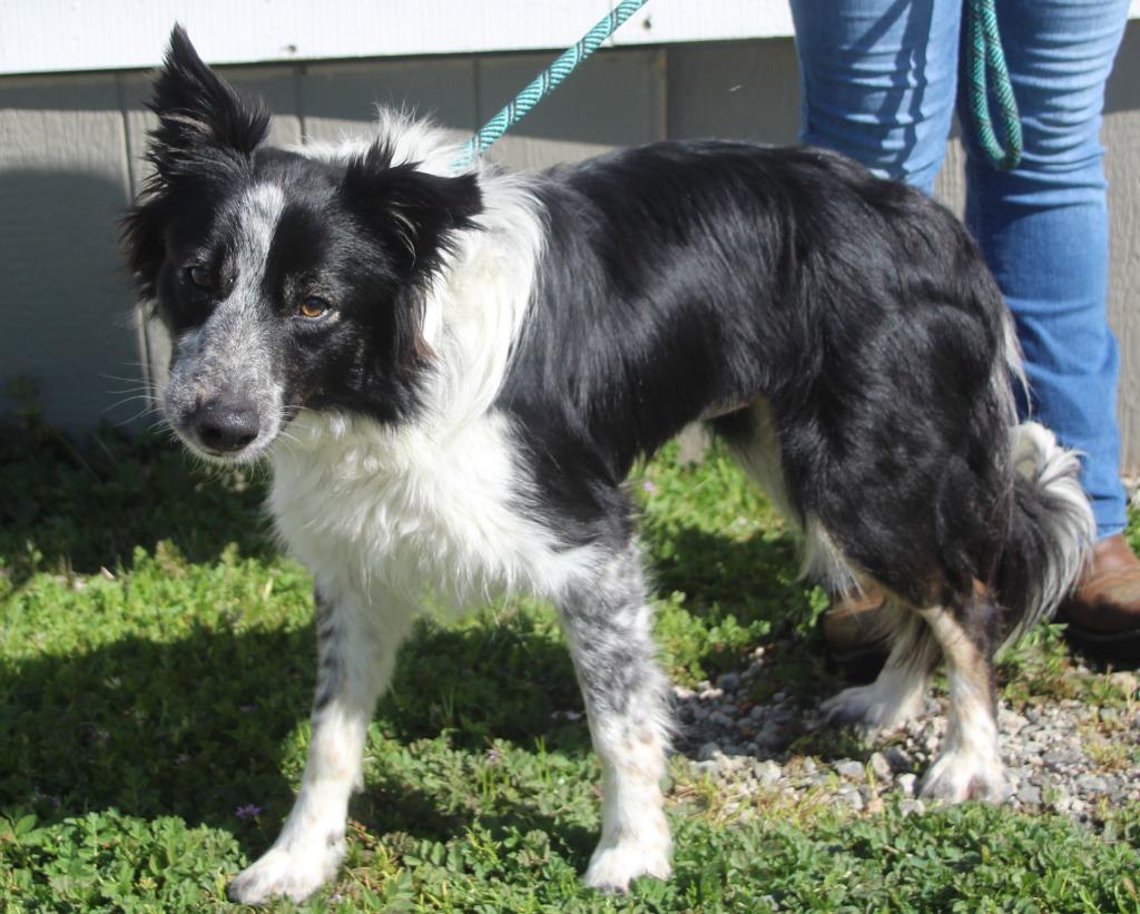 Enlarge Adelaide, a Adoptable mixed breed in Vacaville, CA image 1/1