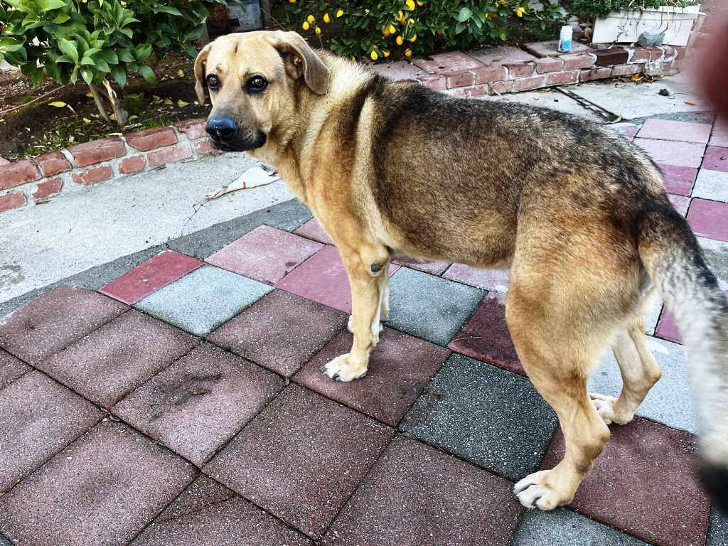 Ishka, a Adoptable mixed breed in Pleasant Grove, CA image 1/3