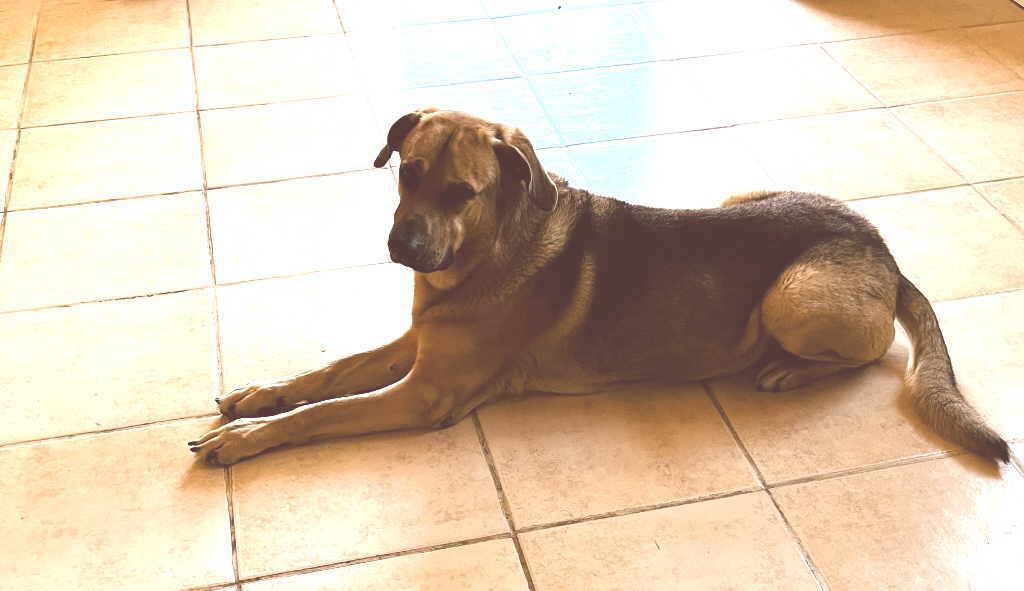 Ishka, a Adoptable mixed breed in Pleasant Grove, CA image 2/3