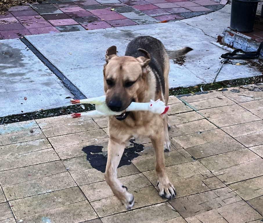 Ishka, a Adoptable mixed breed in Pleasant Grove, CA image 3/3