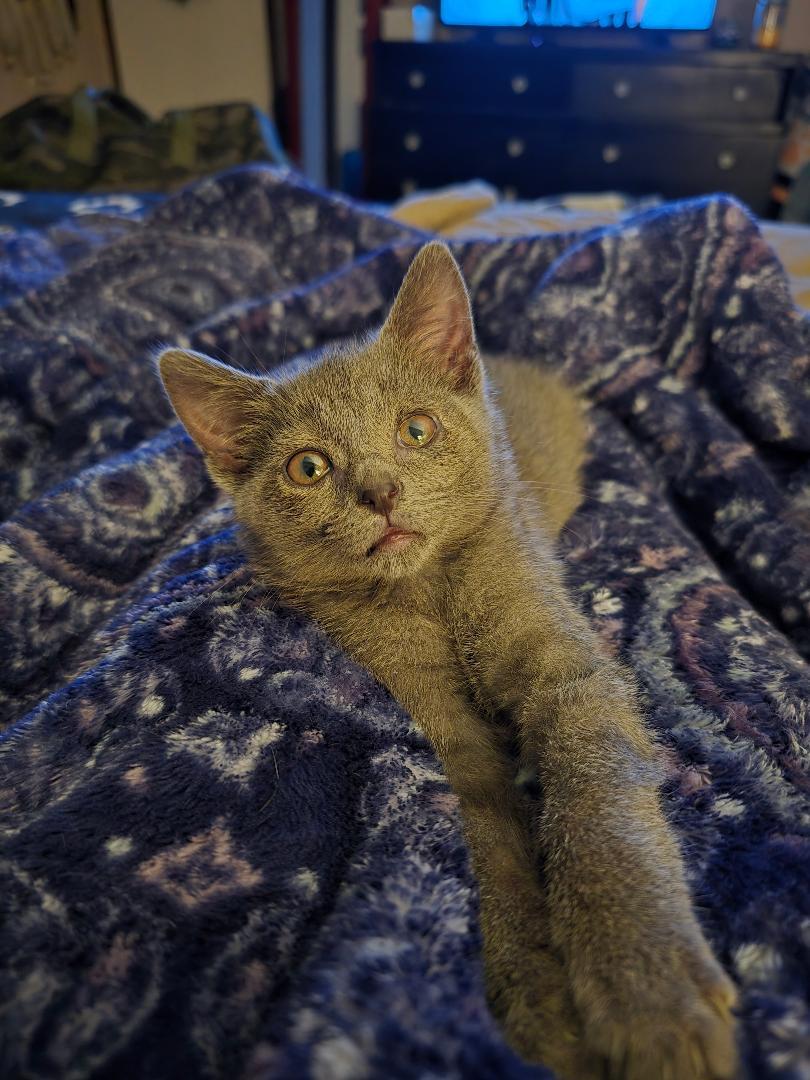 Wonder, ADOPTABLE, Kitten Female Domestic Short Hair.