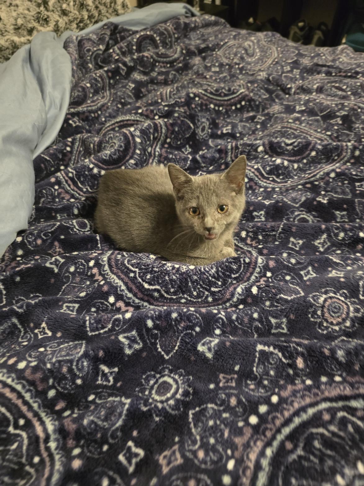 Enlarge Wonder, a ADOPTABLE mixed breed in Ripley, TN image 2/3