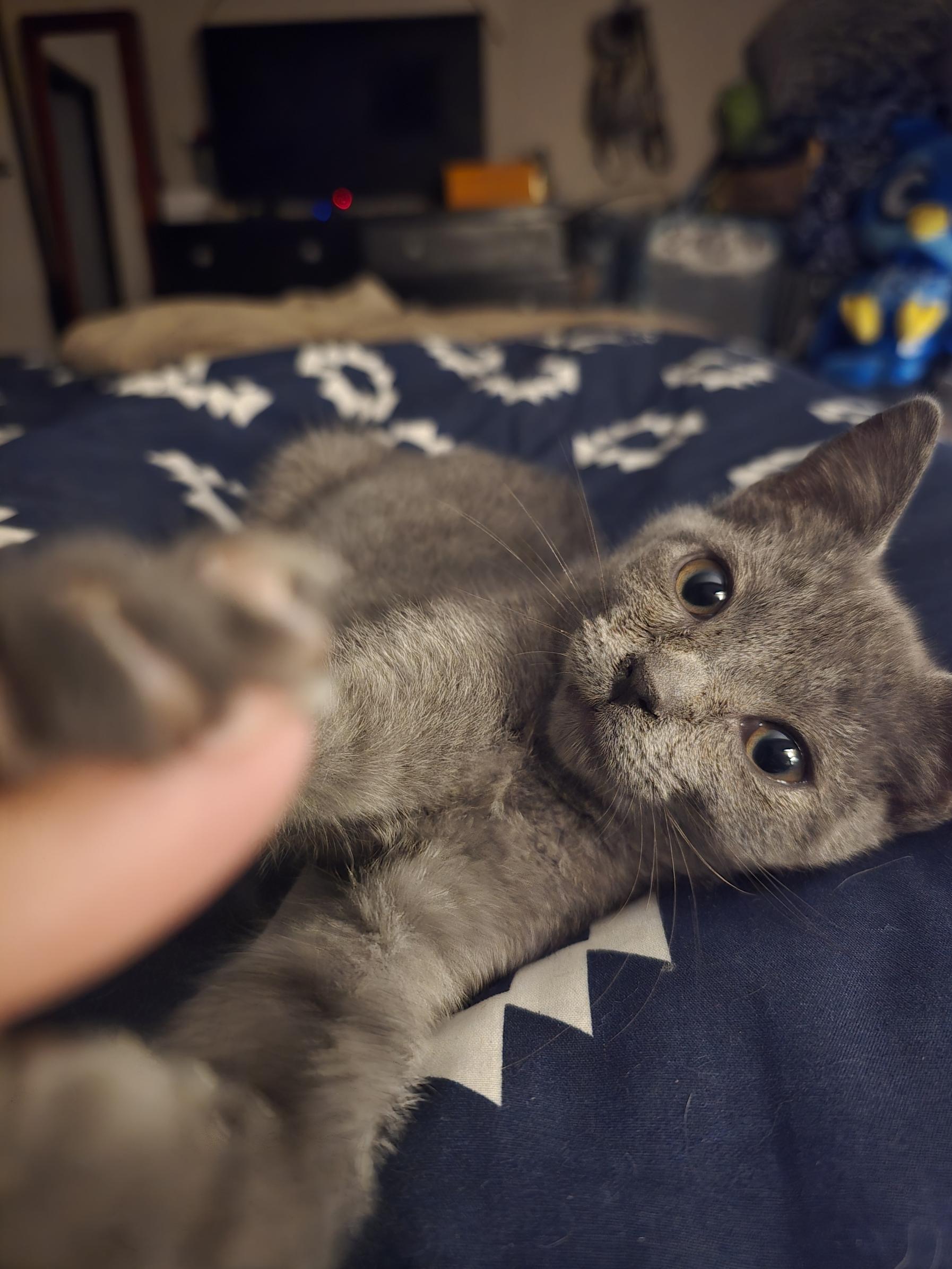 Wonder, adoptable, Kitten Female Domestic Short Hair.