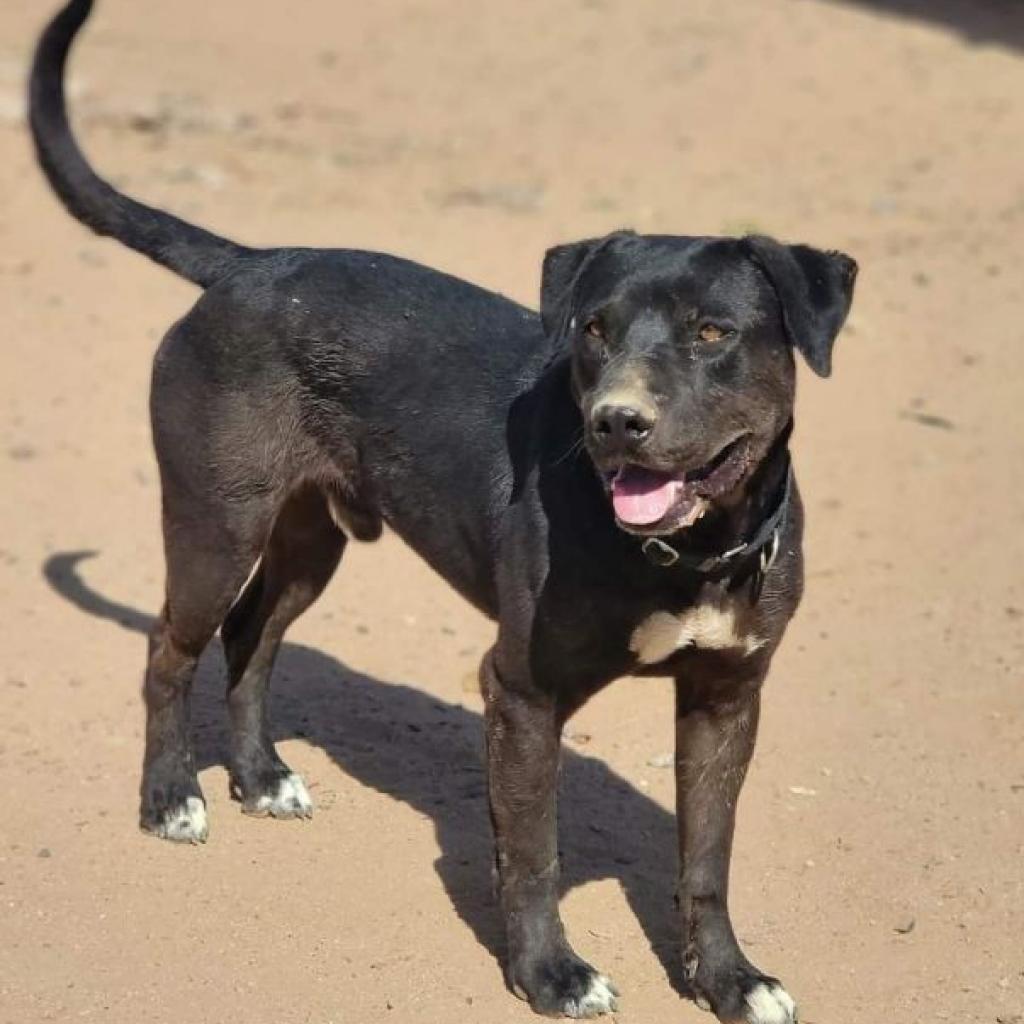 Roy Boy, Adoptable, Adult Male Black Labrador Retriever.