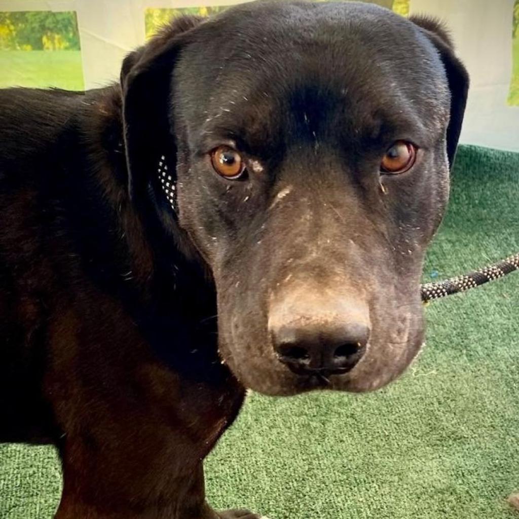 Enlarge Roy Boy, a Adoptable mixed breed in Phoenix, AZ image 2/2