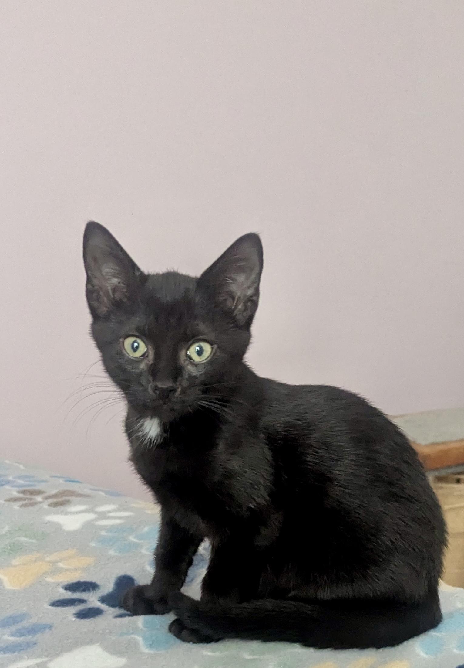 Ily - male I kitten, adopted, Kitten Male Domestic Short Hair.