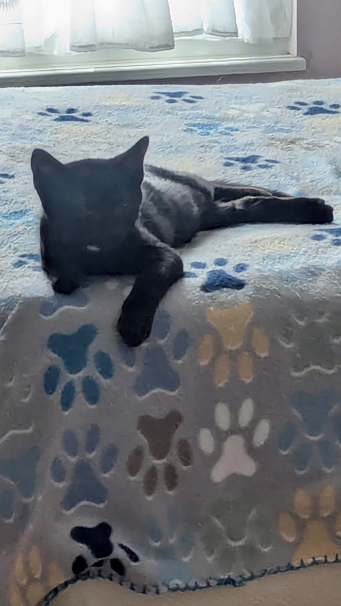 Ily - male I kitten, an adopted Domestic Short Hair in Cincinnati, OH image 3/3