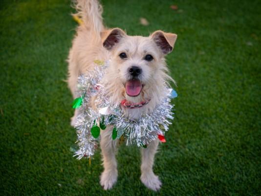 MUSTARD, Adoptable, Adult Male Terrier.