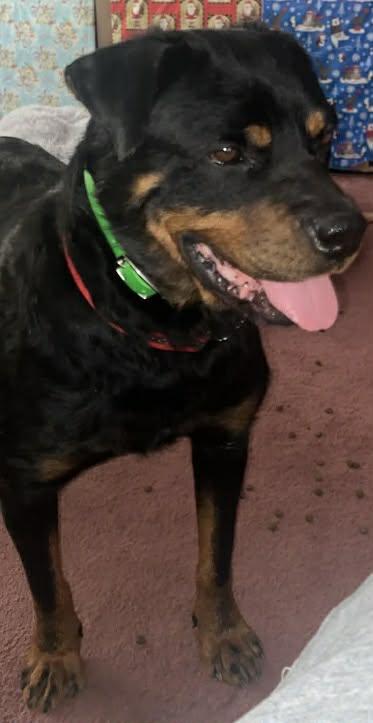 Blake - Bonded to Molly, a ADOPTABLE Rottweiler in Davison, MI image 3/4