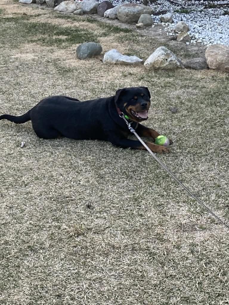 Blake - Bonded to Molly, a ADOPTABLE Rottweiler in Davison, MI image 2/4