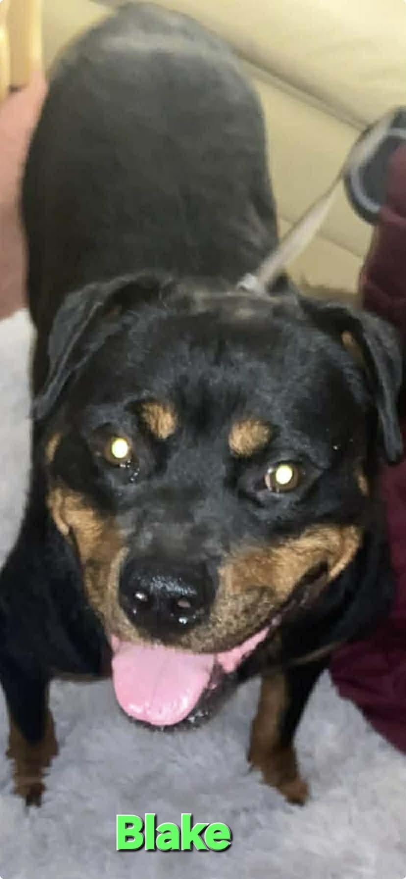 Blake - Bonded to Molly, a ADOPTABLE Rottweiler in Davison, MI image 4/4