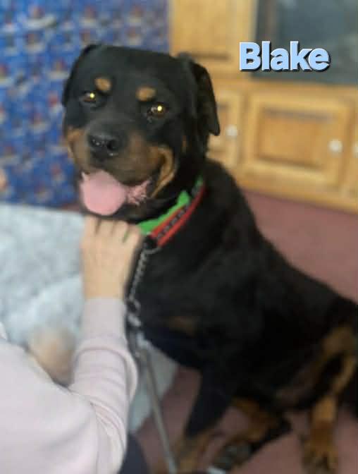 Blake - Bonded to Molly, ADOPTABLE, Adult Male Rottweiler.