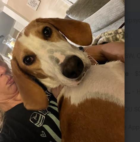 Bella, Adoptable, Young Female Foxhound.