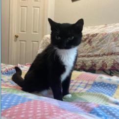 Enlarge Marlene, a Adoptable Domestic Short Hair in Kansas City, MO image 1/3