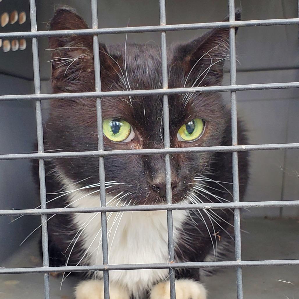 Enlarge Marlene, a Adoptable Domestic Short Hair in Kansas City, MO image 2/3
