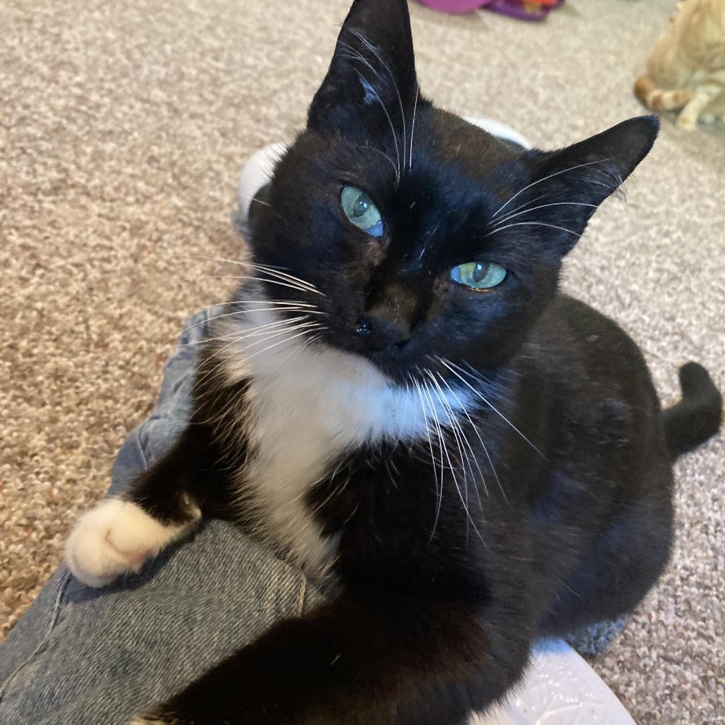 Enlarge Marlene, a Adoptable Domestic Short Hair in Kansas City, MO image 3/3