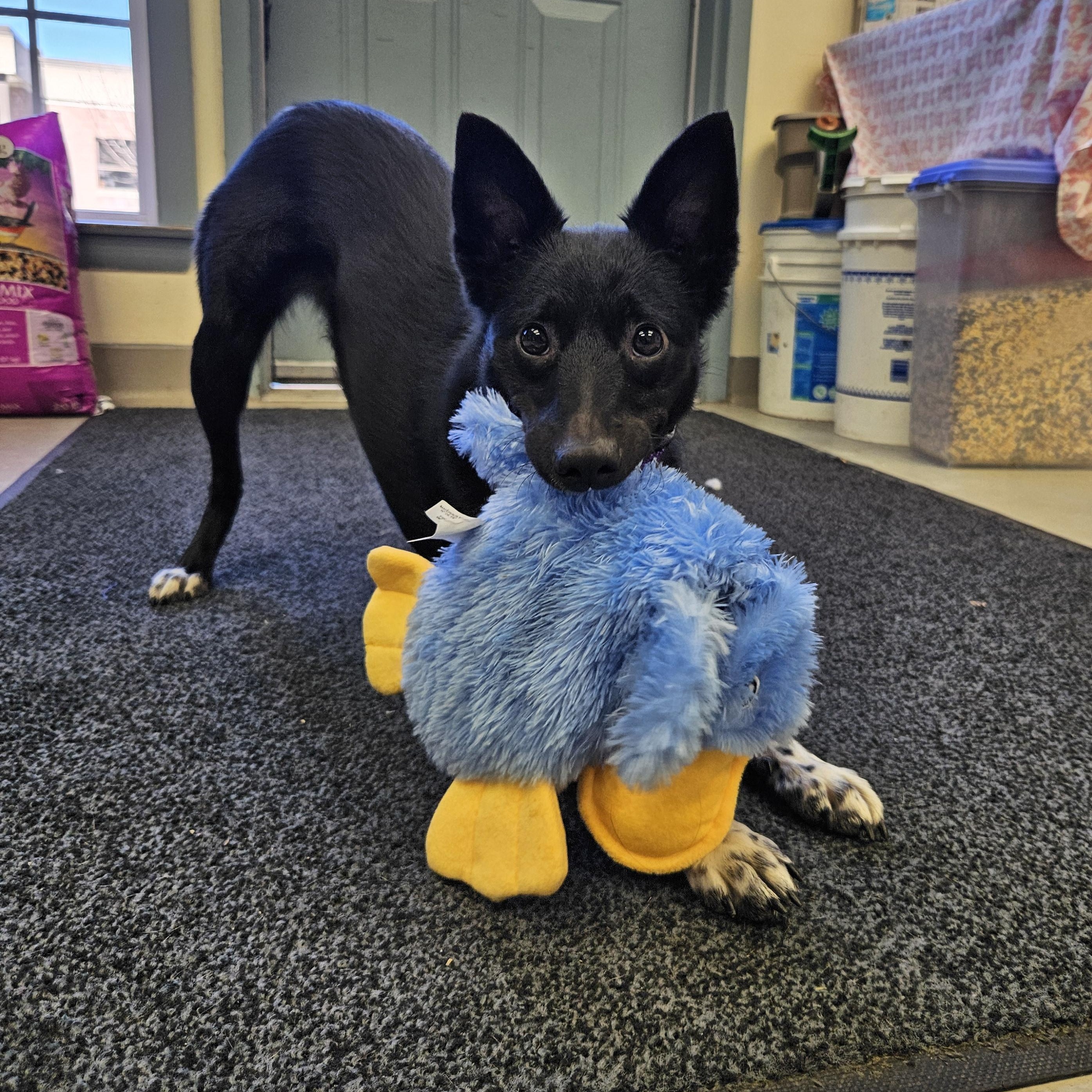 Enlarge Midnight, a ADOPTABLE mixed breed in Medfield, MA image 2/6