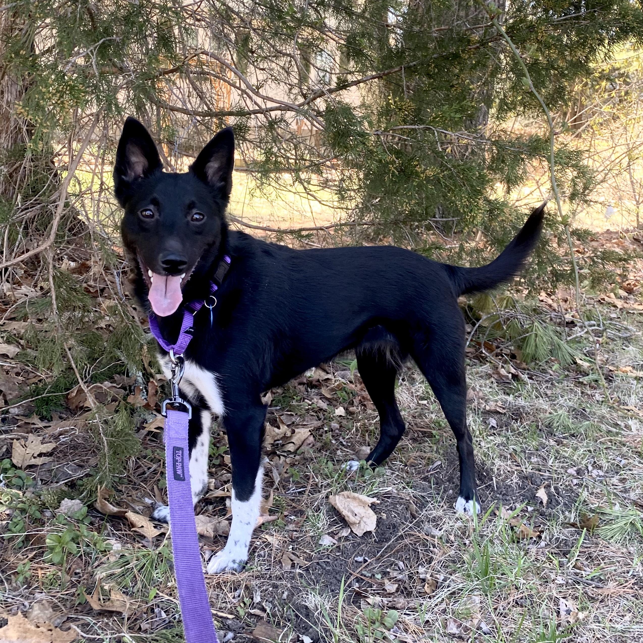 Enlarge Midnight, a ADOPTABLE mixed breed in Medfield, MA image 1/6