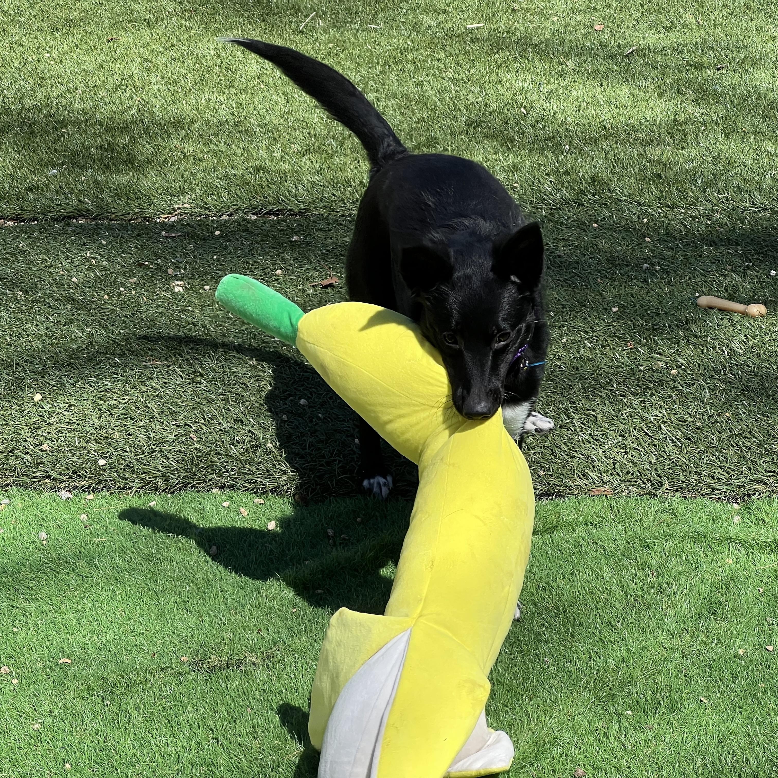 Enlarge Midnight, a ADOPTABLE mixed breed in Medfield, MA image 6/6