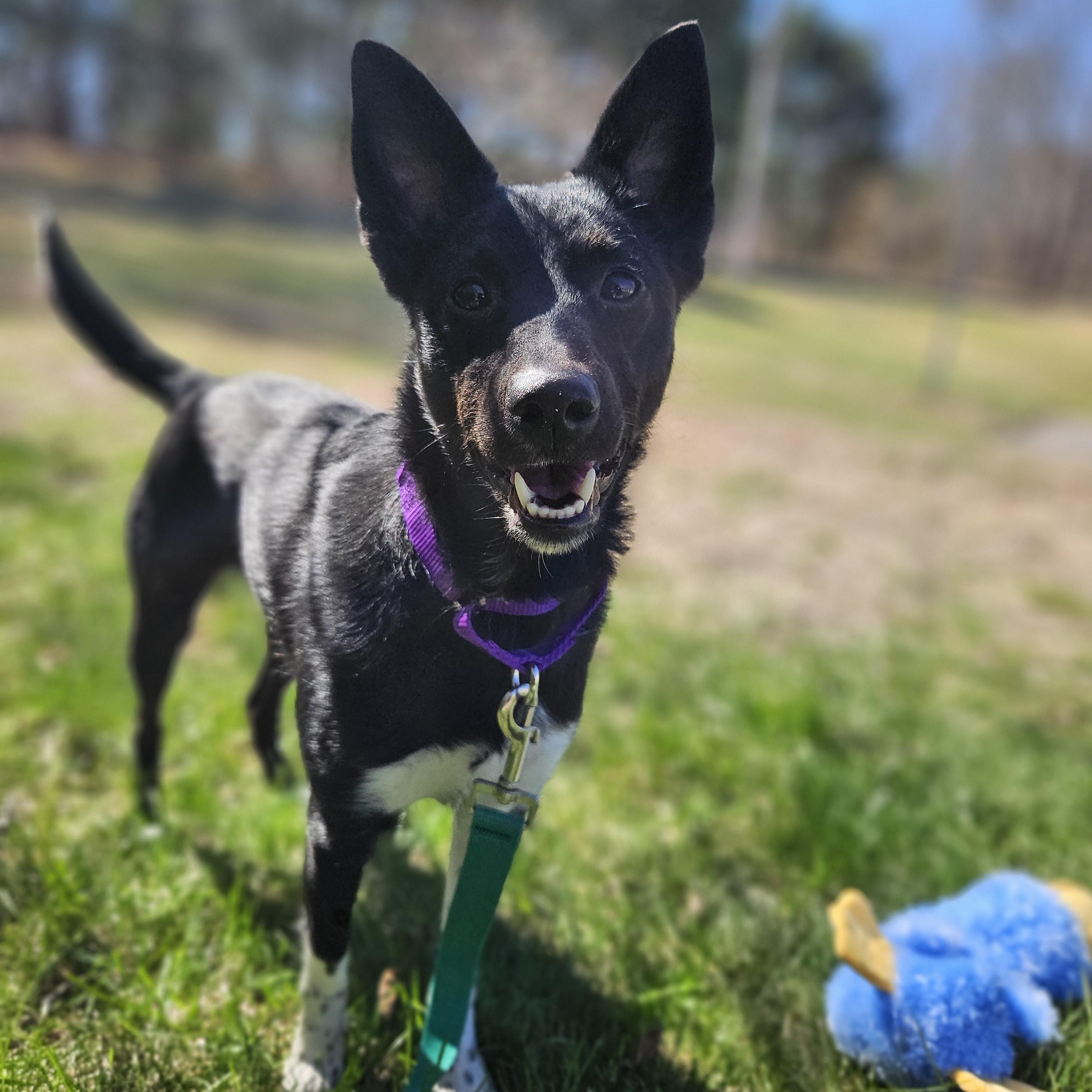 Enlarge Midnight, a ADOPTABLE mixed breed in Medfield, MA image 3/6